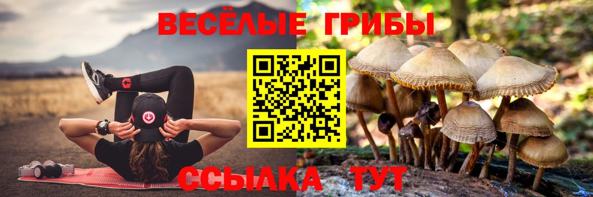 Сертолово  Галлюциногенные грибы Psilocybe  купить наркотики цена  Галлюциногенные грибы MAGIC MUSHROOMS  Вход с VPN 